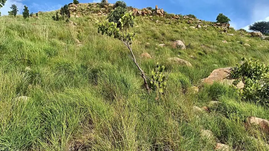 Hunjanakere Hills slope