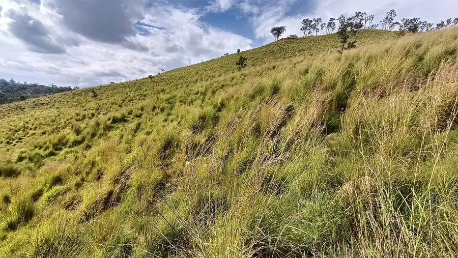 Grassy hillside
